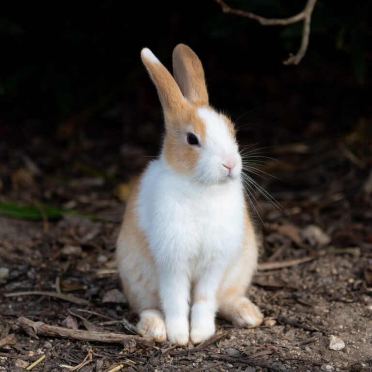 Mehr über den Artikel erfahren Krafttier Hase